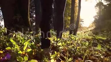 穿着运动鞋的女孩在森林里的落叶上行走，迎着烈日。 慢动作稳定射击